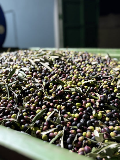 Trust Me Habibi Extra Virgin Olive Oil