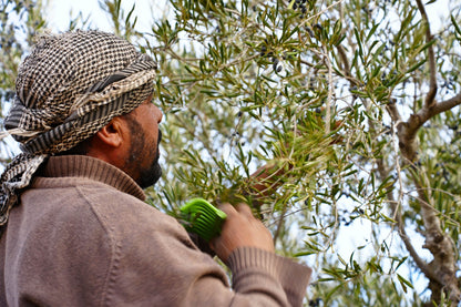 Trust Me Habibi Extra Virgin Olive Oil